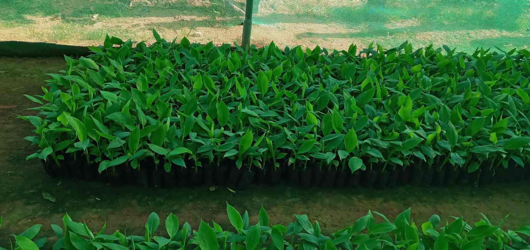Shiva Biotech Tissue Culture Plant Banana Nursery Sondekoppa Nurseries In Bangalore Justdial Shiva Biotech Tissue Culture Plant