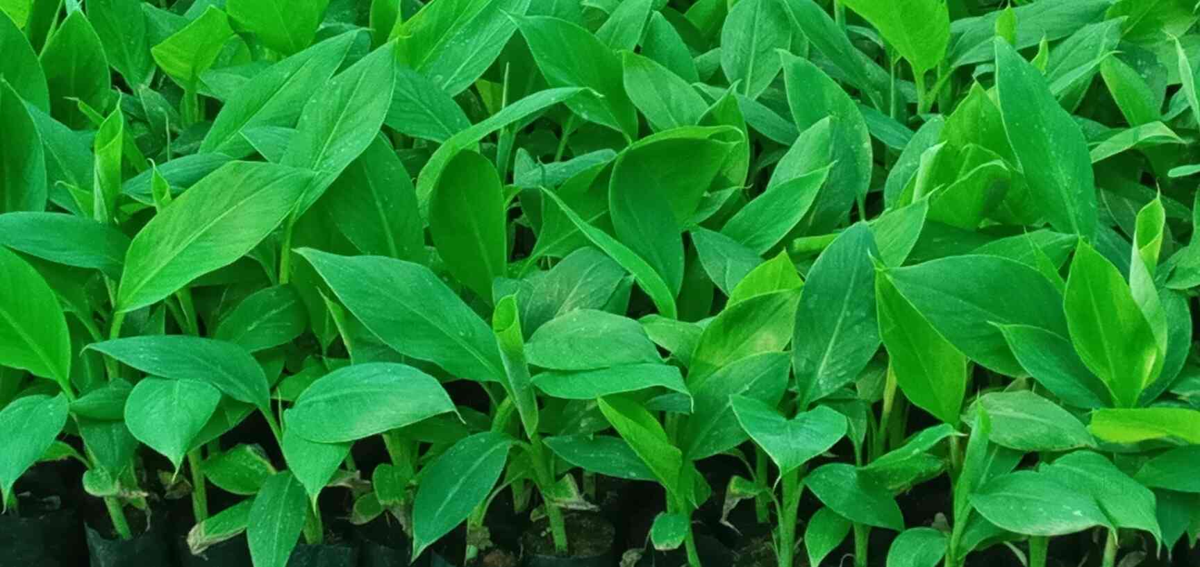 Shiva Biotech Tissue Culture Plant Banana Nursery Sondekoppa Nurseries In Bangalore Justdial Shiva Biotech Tissue Culture Plant