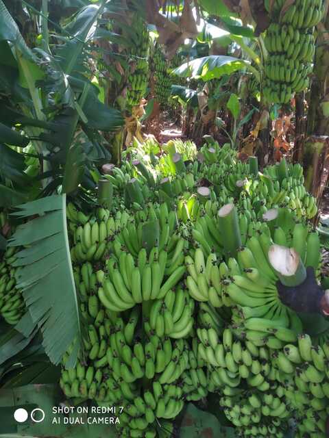 Shiva Biotech Tissue Culture Plant Banana Nursery Sondekoppa Nurseries In Bangalore Justdial Shiva Biotech Tissue Culture Plant