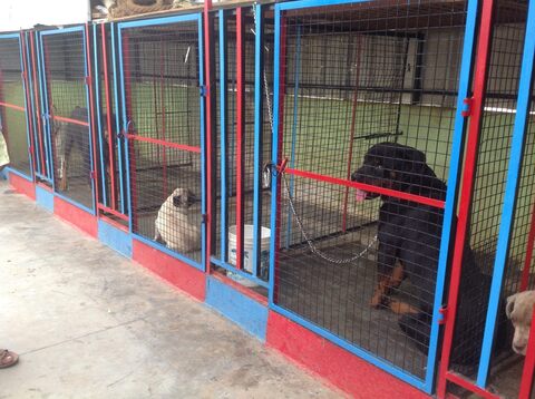 Aishwarya Kennels Rt Nagar Pet Shops For Dog In Bangalore Justdial Toppest dog breeders in bangalore pls call me on 9964152585 for puppy enquiries and we deliver. aishwarya kennels rt nagar pet shops