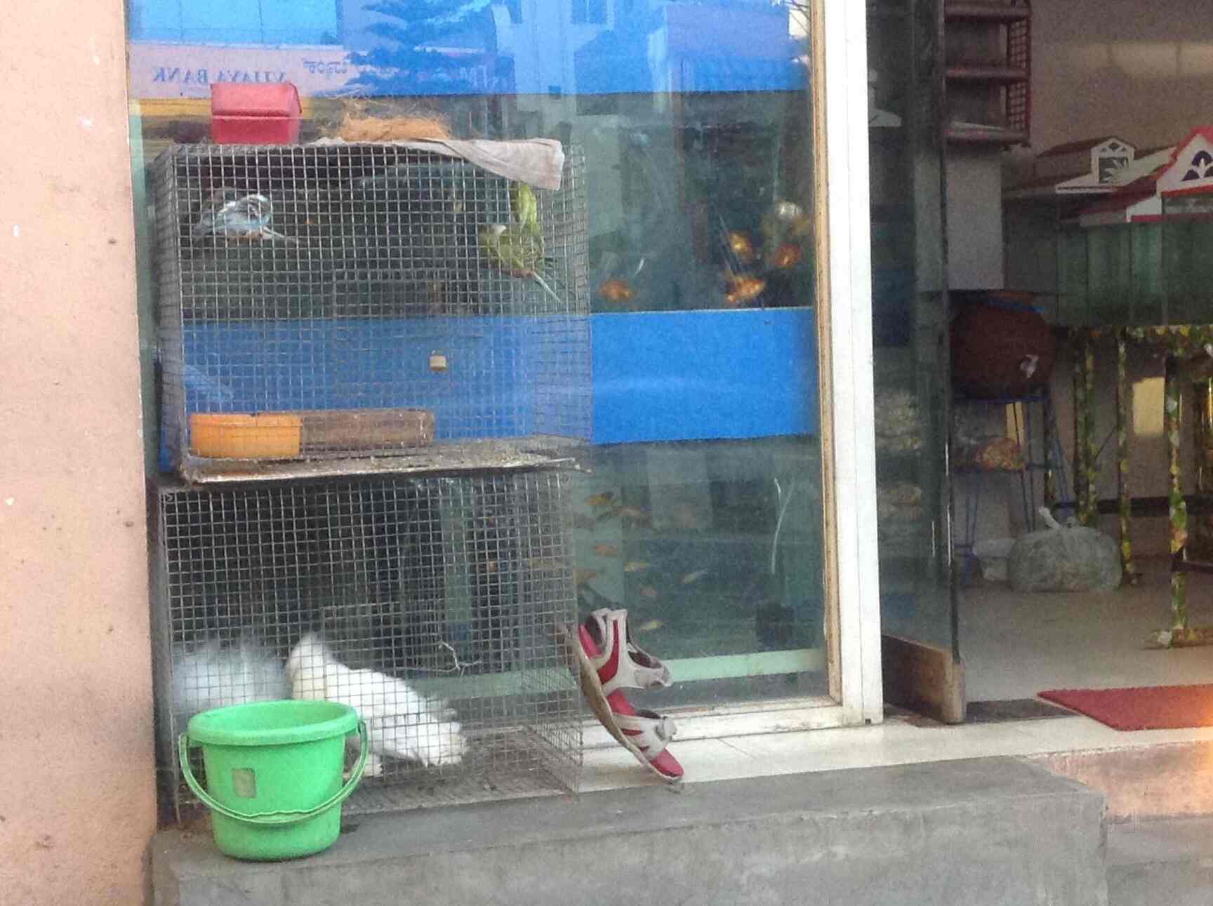 Aquarium House Birds Devaiah Park Pet Shops In Bangalore Justdial