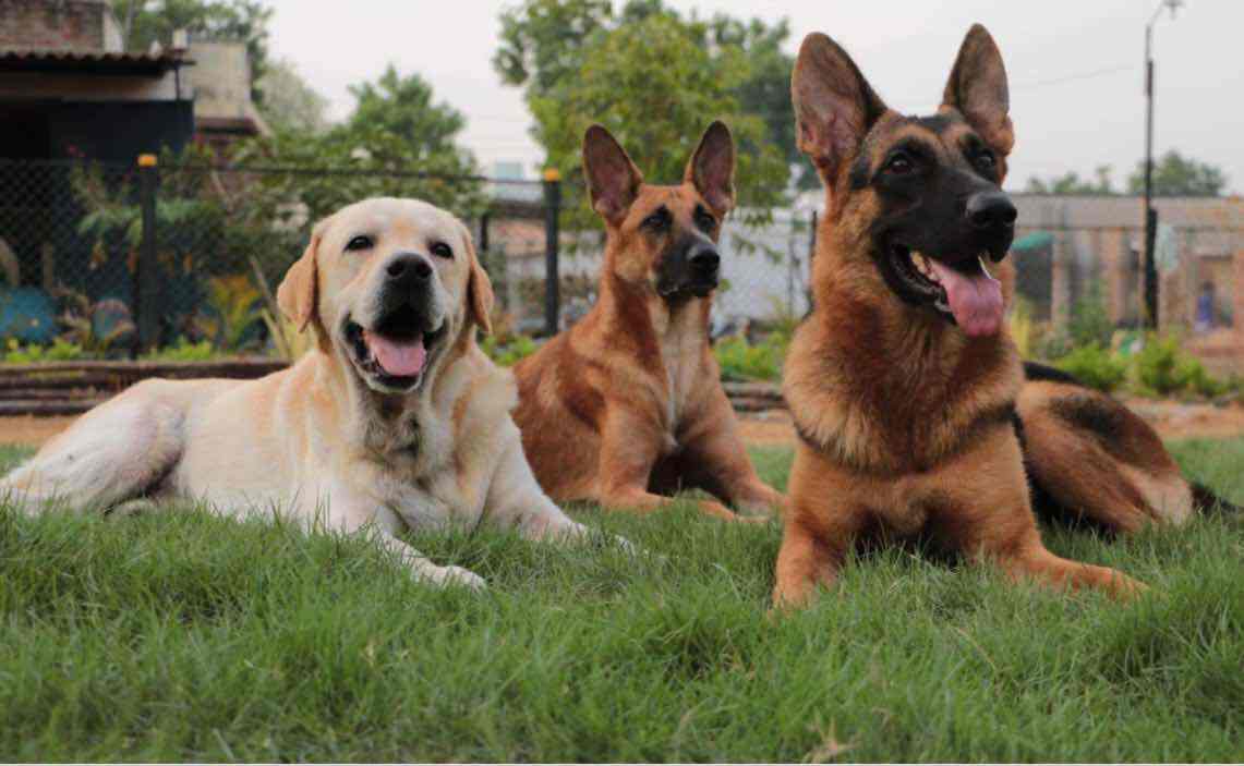 Paws Paradise Indiranagar Pet Shops For Dog In Bangalore Justdial Bengaluru can be divided into 7 different zones based on linguistics acclimatization of the people and business. paws paradise indiranagar pet shops
