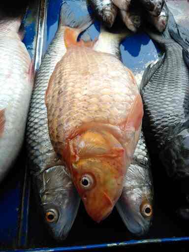 Lokenath Fish Shop Near Shobha Apartment Aquarium Fish Dealers In Bangalore Justdial
