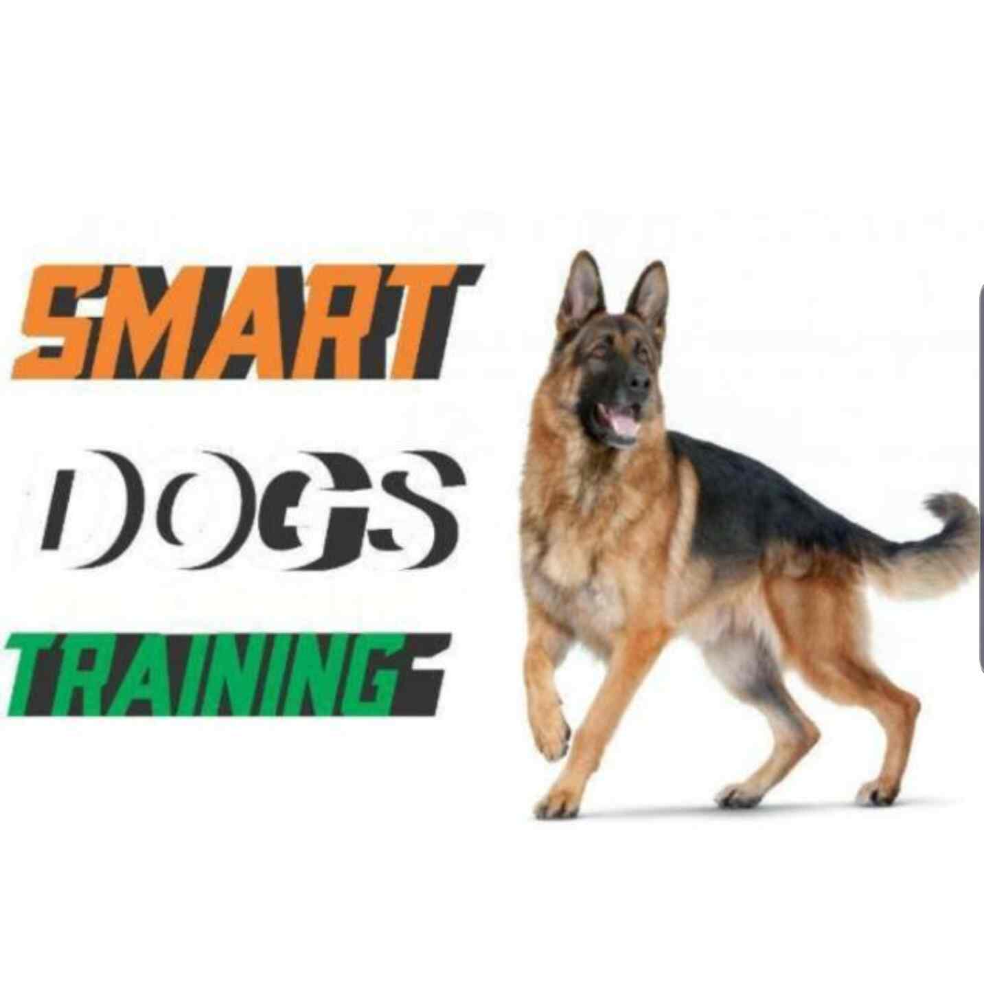 dog smart training