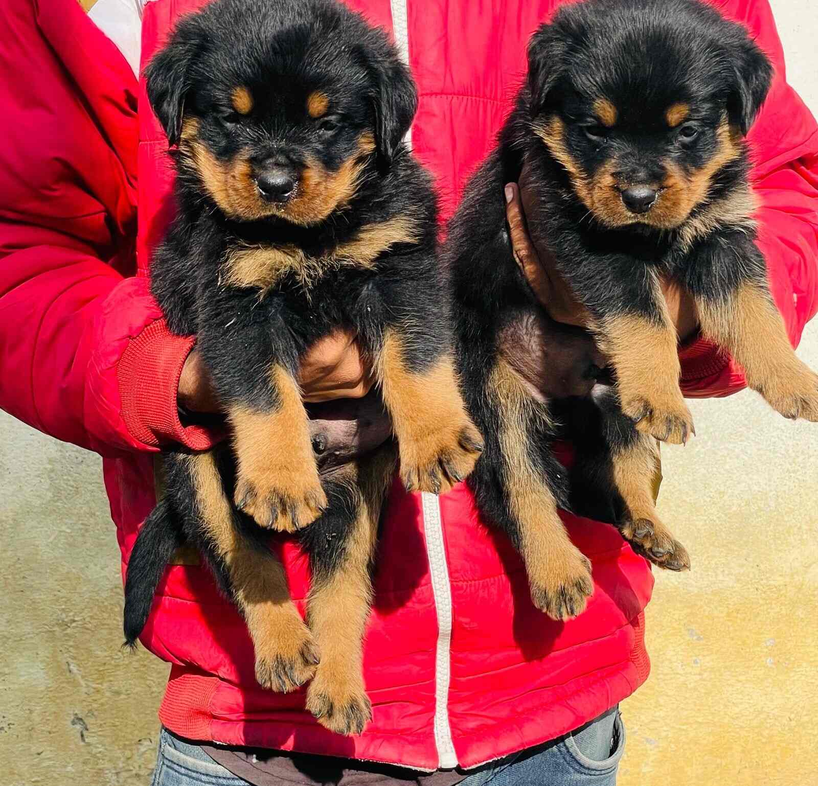 paw prints pet superstore