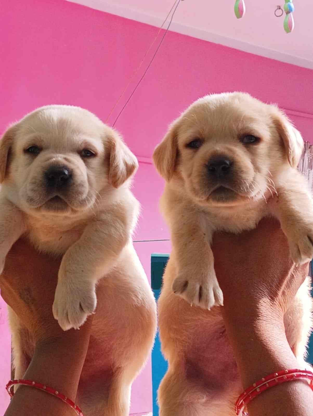 paw prints pet superstore