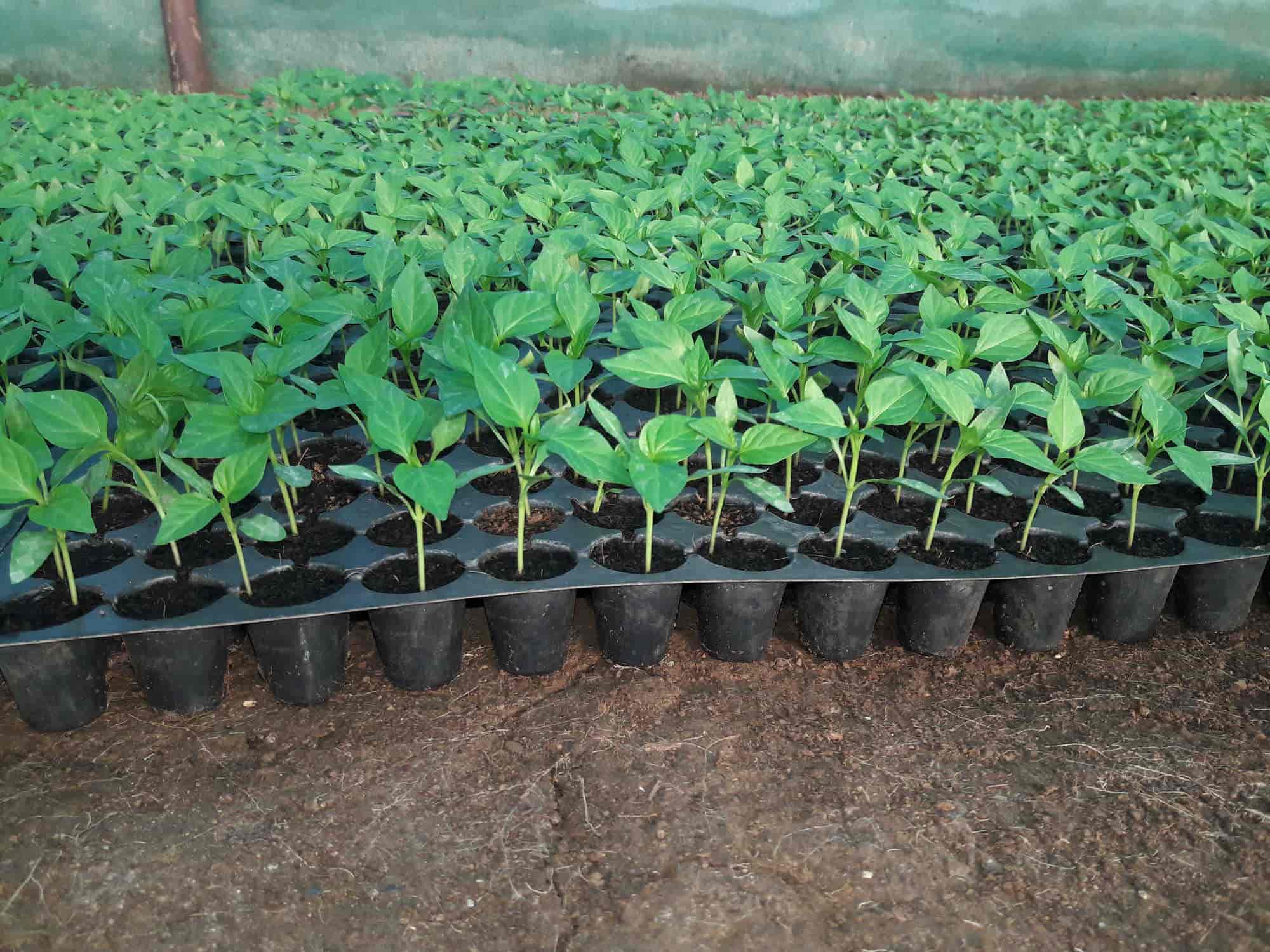 Anjali Hitech Nursery Photos Hukkeri Belgaum Pictures Images Anjali Hitech Nursery Photos Hukkeri Belgaum Vegetable Nurseries