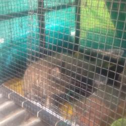 Vilas Pet Shop, College Road - Pet Shops in Belgaum - Justdial