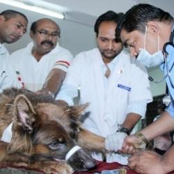 Shree Jivrakshakdal Animal Helpline Danapith Animal Welfare Organisations In Bhavnagar Justdial