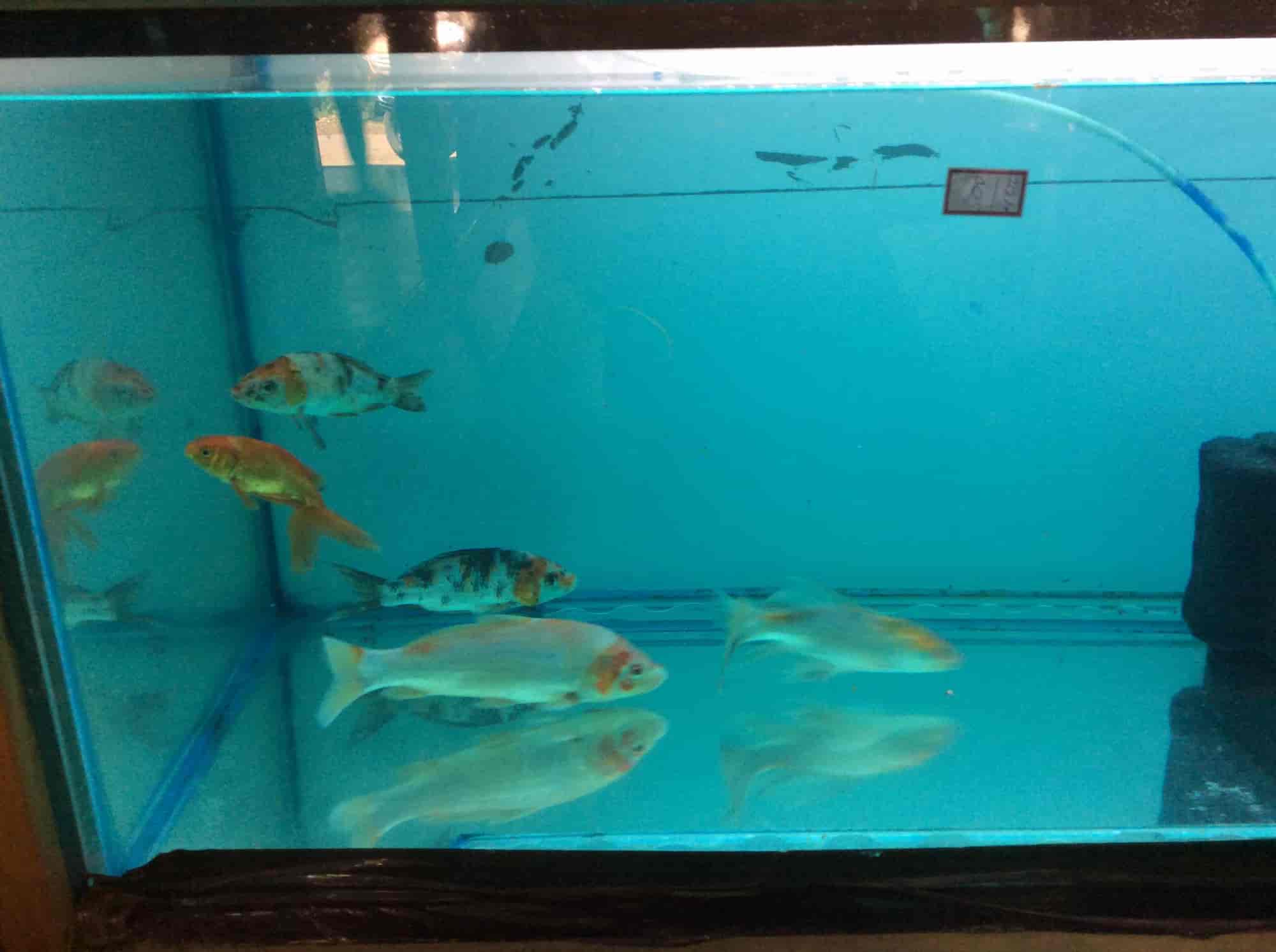 Digital Aquarium Picture Frame How To Take Of Our View Images Star Power Photos Bhilai Sector 5 Durg Pictures Gallery
