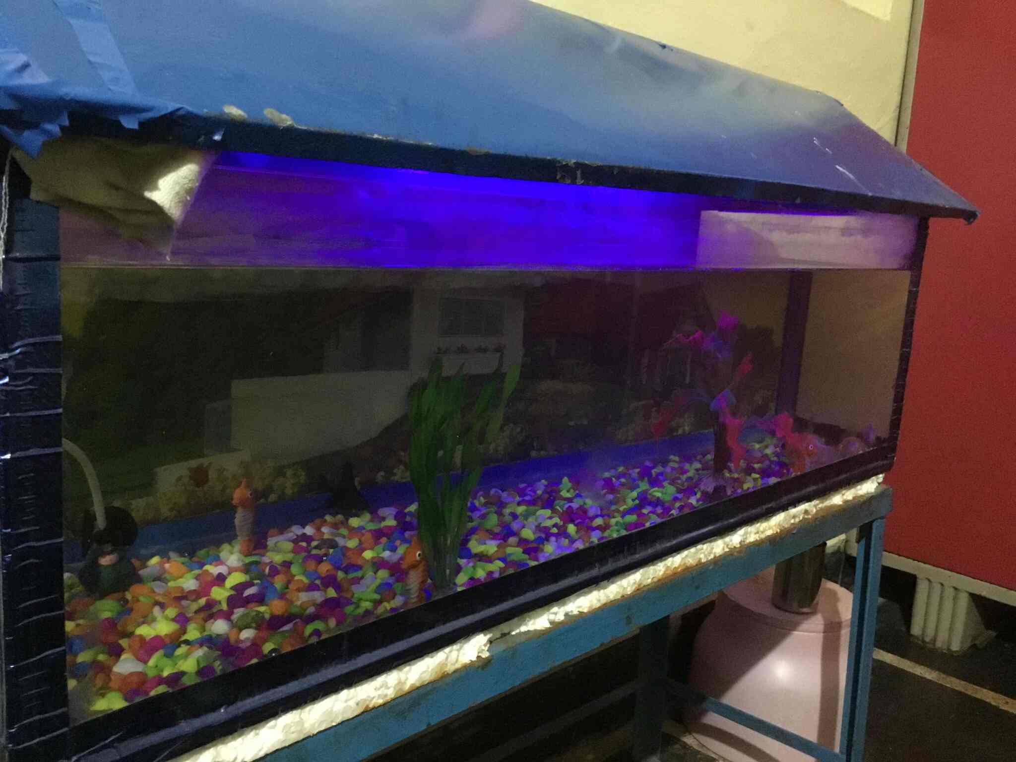 olx aquarium