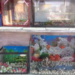 Burhani Fishworld Chunabhatti Aquarium Fish Dealers In Bhopal