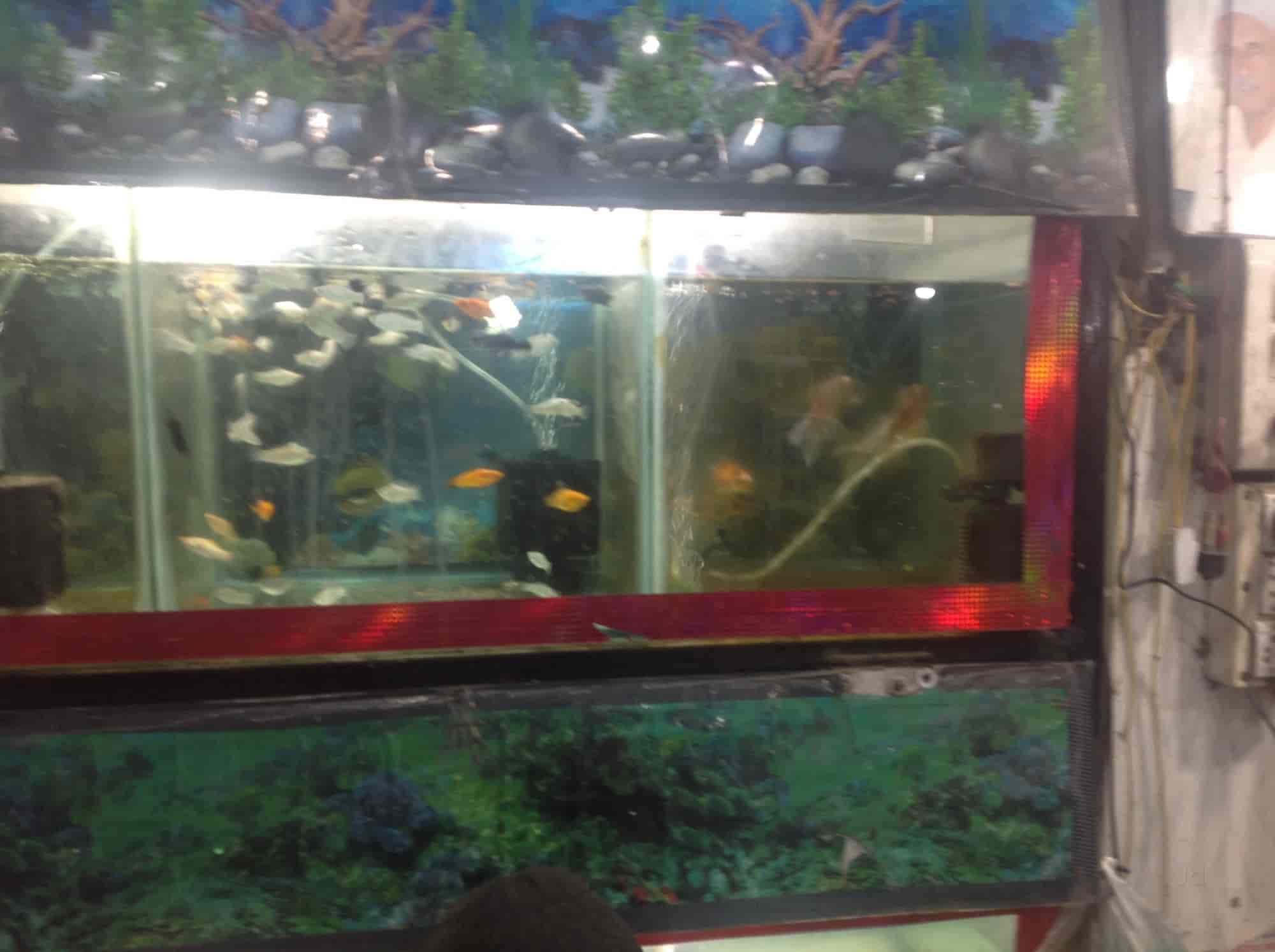 jahangirabad pet market