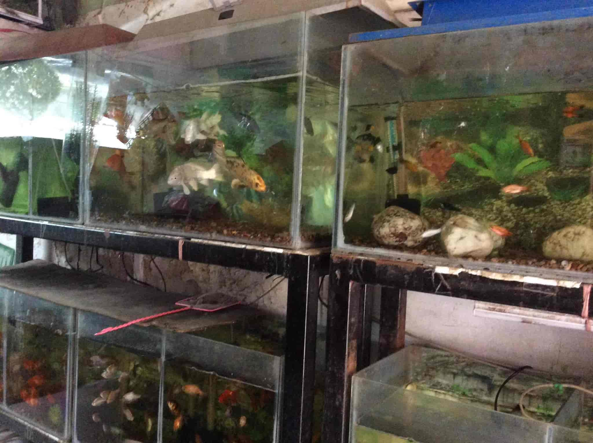 Naaz aquarium best sale