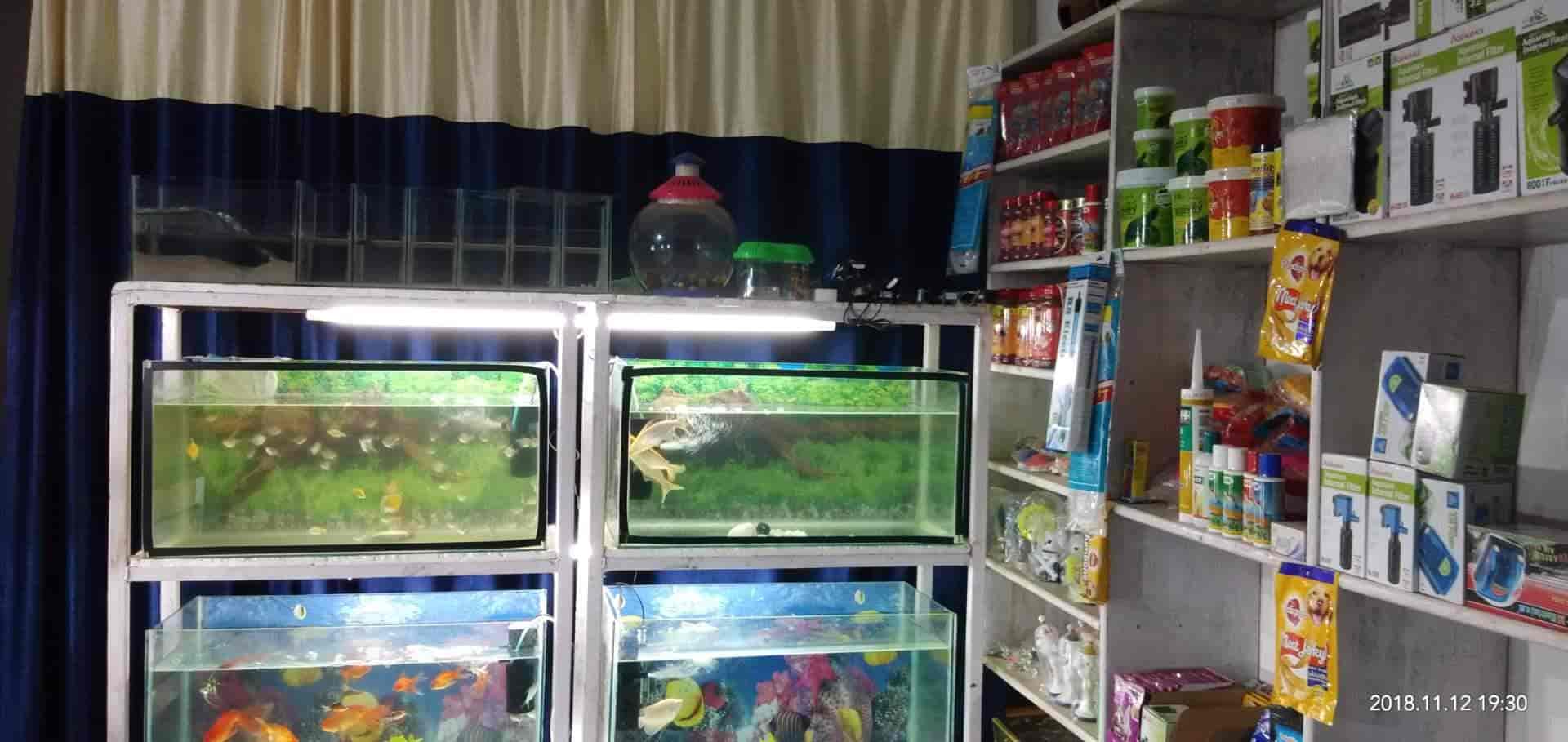 omm sai aquarium shop jagamara pet shops in bhubaneshwar justdial