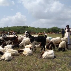 Animal Husbandry Veterinary Hospital Bhuj Ho Veterinary Hospitals In Bhuj Justdial