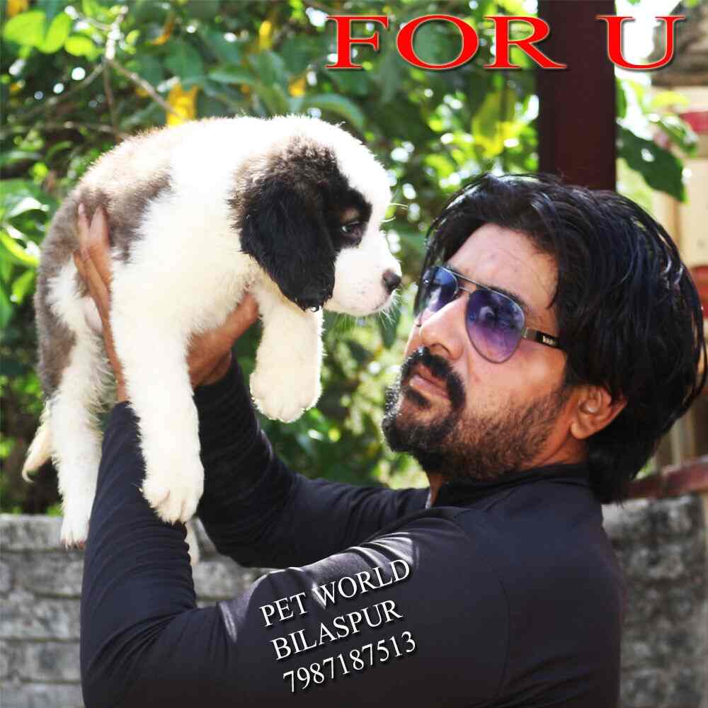 Share 125+ ring master movie dog netgroup.edu.vn