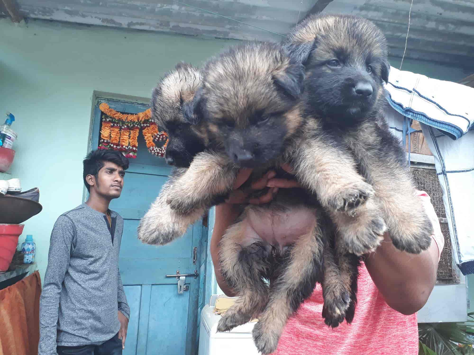 german shepherd dog price in bilaspur