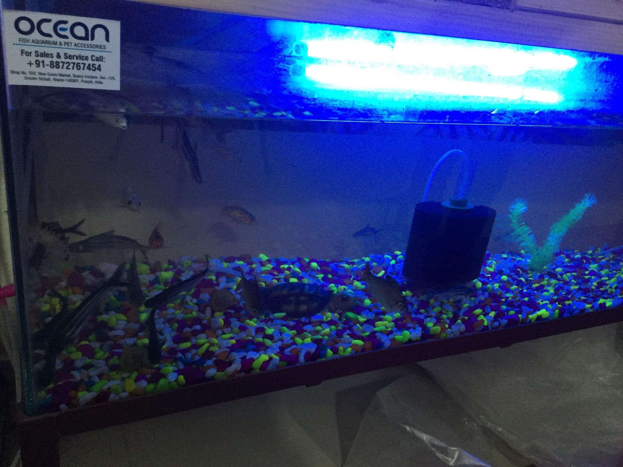 ocean fish aquarium pet shop kharar pet shops in chandigarh