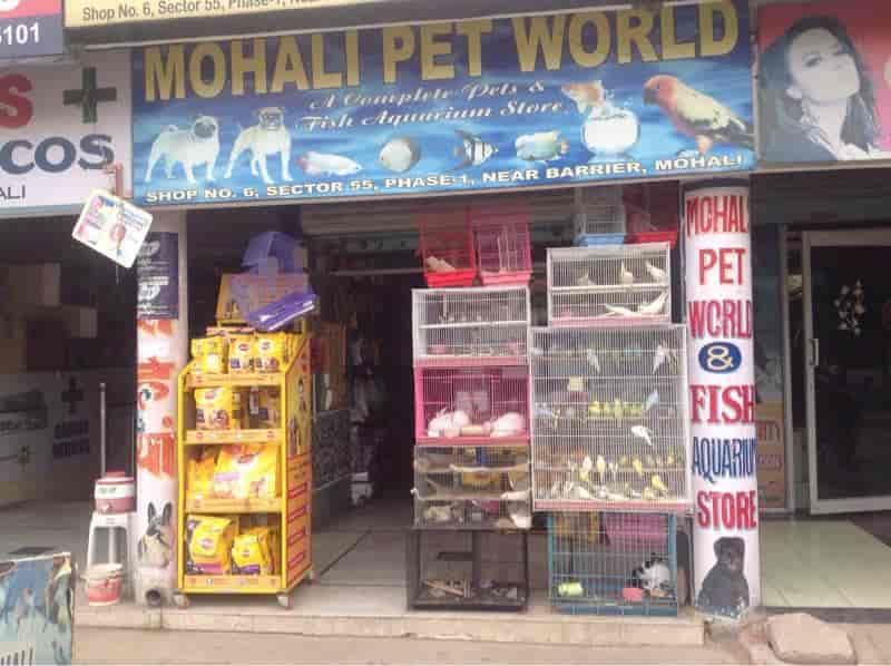 Mohali Pet World And Fish Aquarium Photos Mohali Zirakpur Pictures Images Gallery Justdial