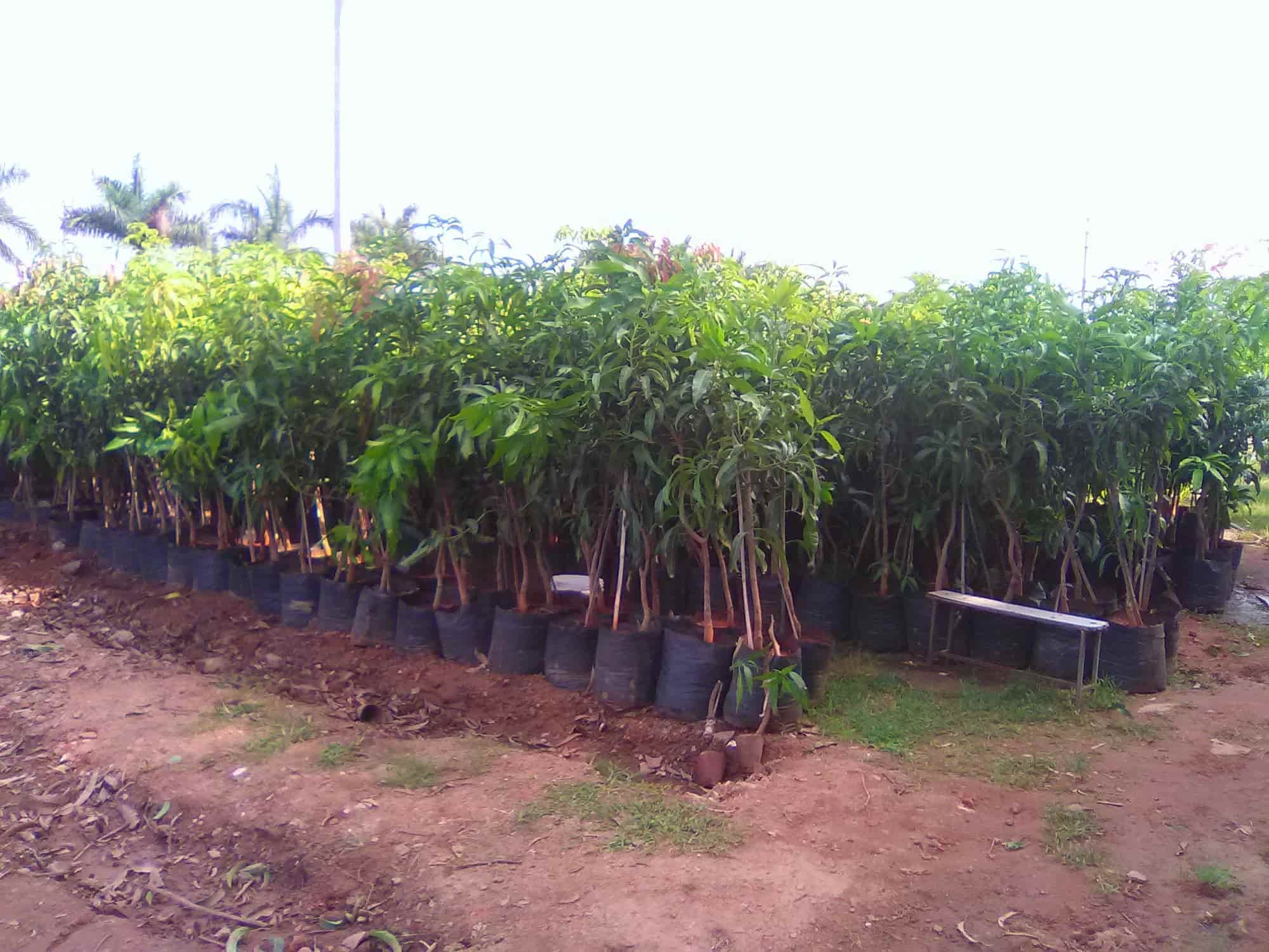 Syed Ali Modern Nursery Garden, Near Railway Station - Plant