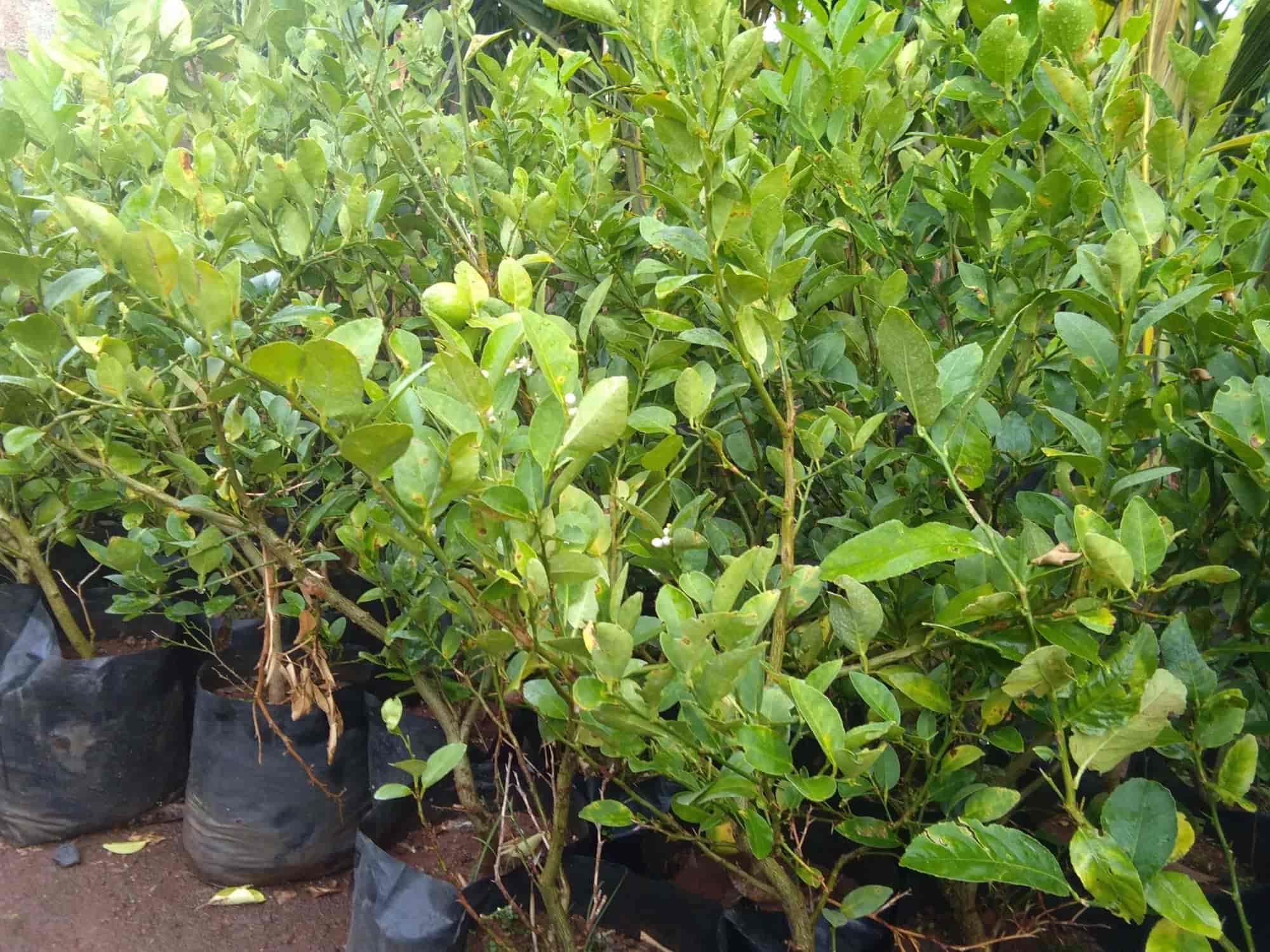 Syed Ali Modern Nursery Garden, Near Railway Station - Plant