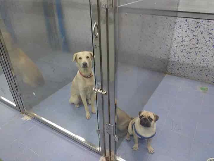 thanigai pet care hospital