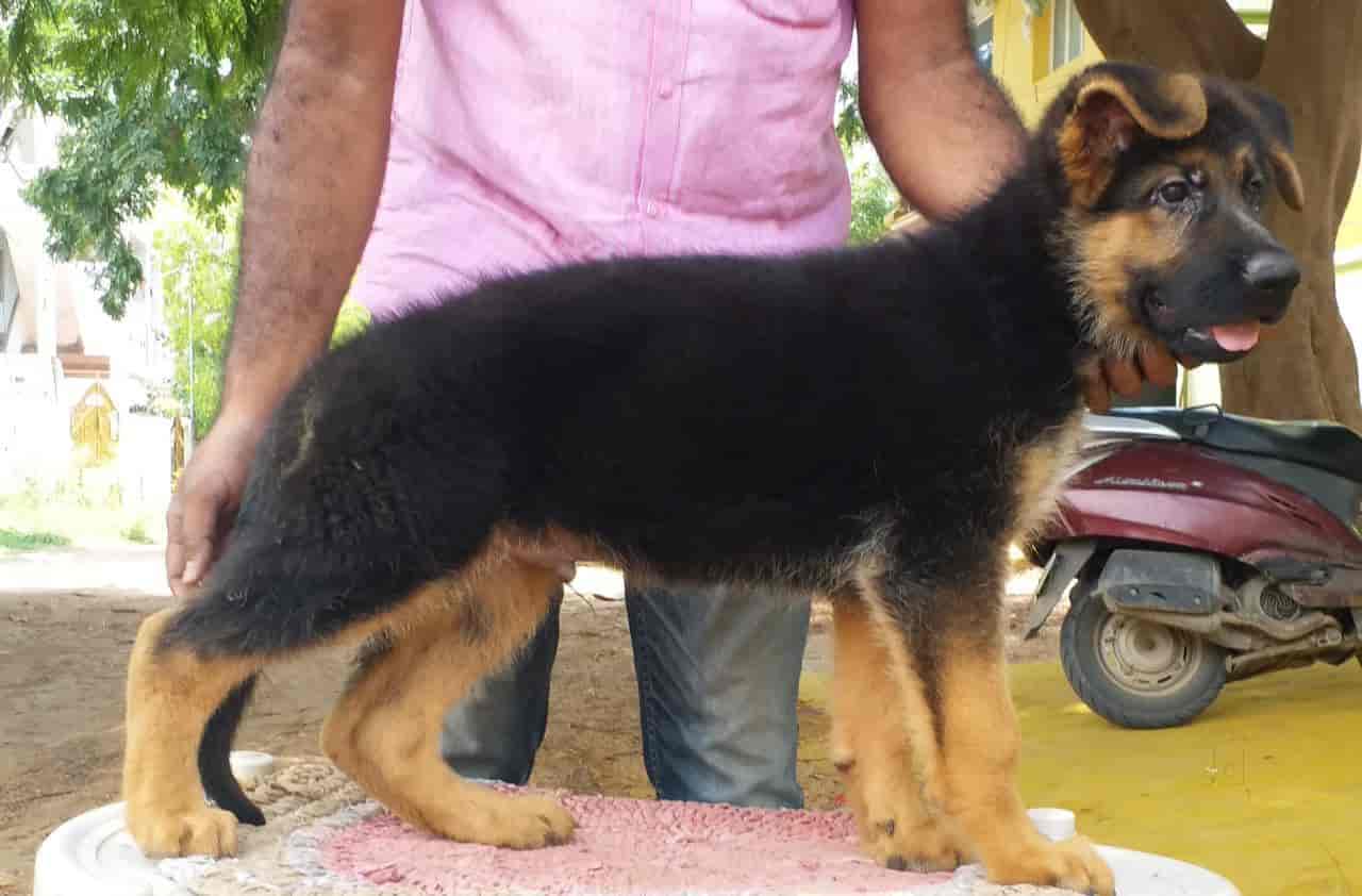 Pets Shop All Type Of Dog Puppys Available Tambaram East Pet Shops In Chennai Justdial