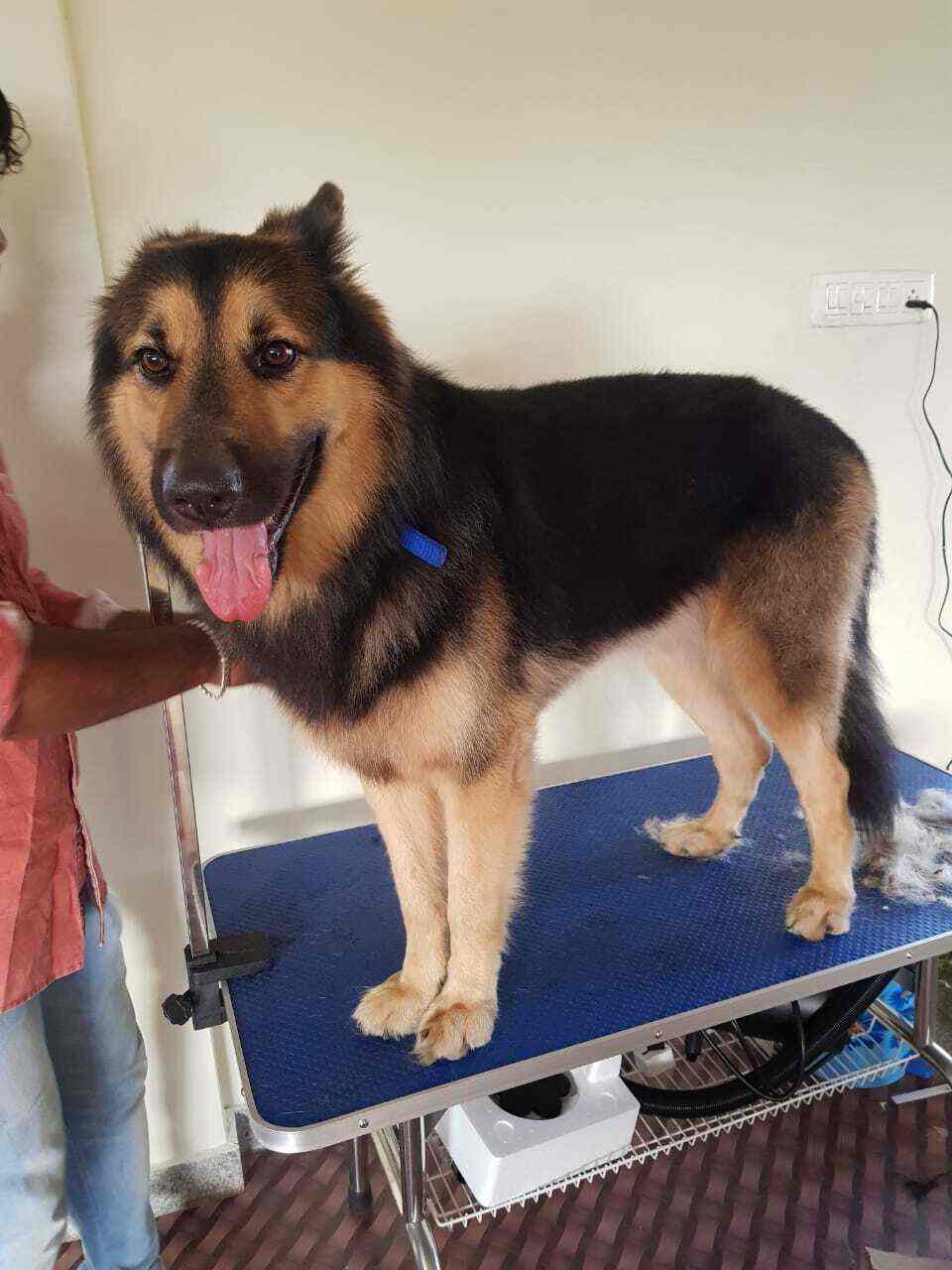 Furies Pet Shop And Spa Perumbakkam Pet Shops In Chennai Justdial