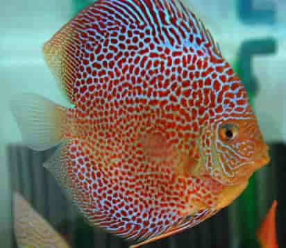 discus fish price in kolathur