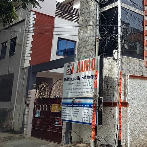 auro pet clinic