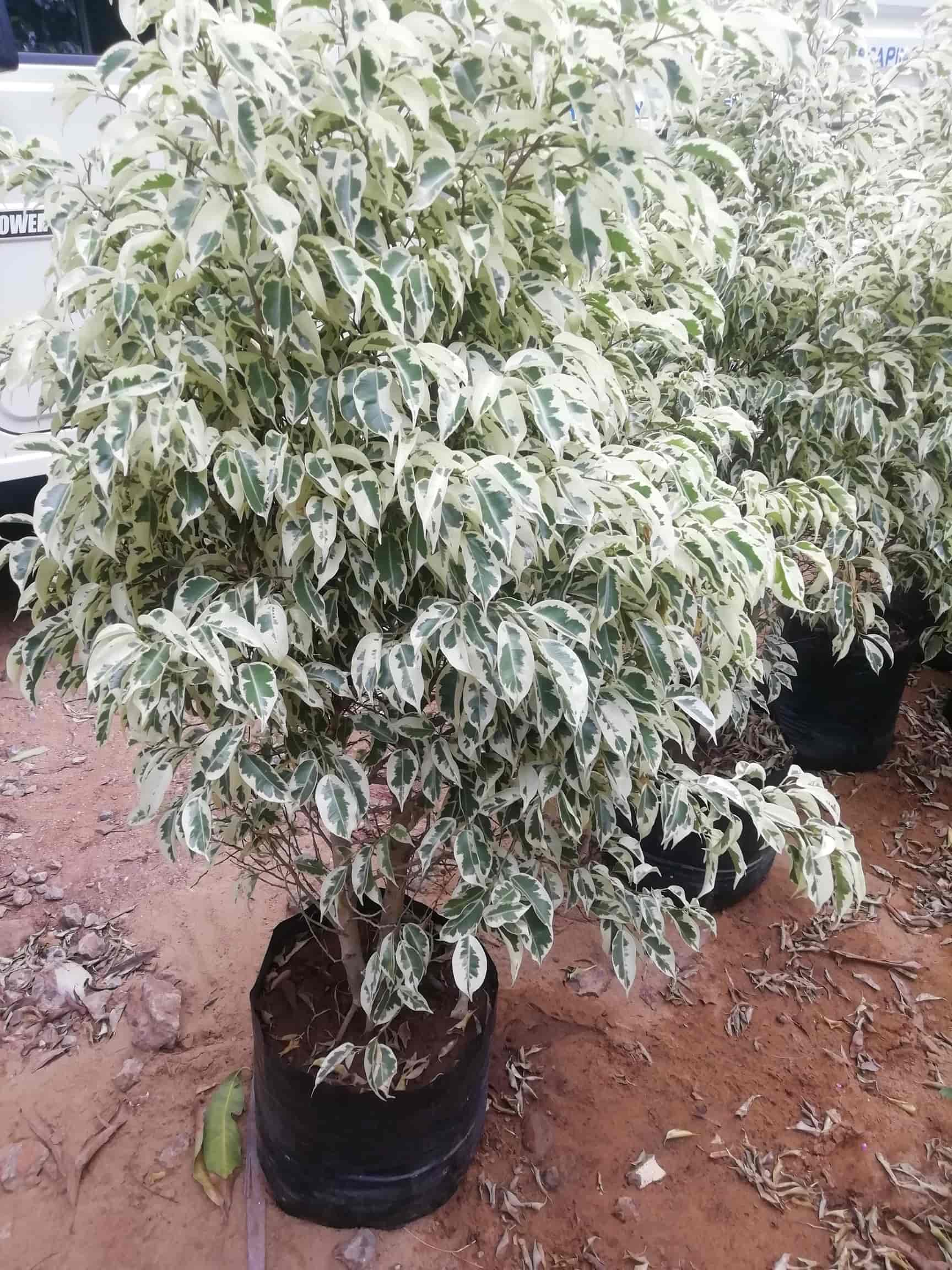 Bonsai Tree Amman Bonsai Tree Amman