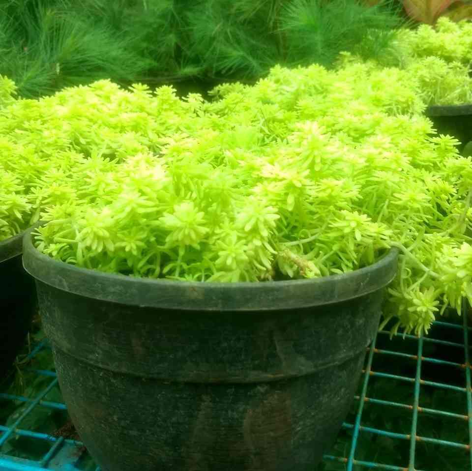 Lavanya Nursery Plants Free Home Delivery Velacheri Plant Nurseries In Chennai Justdial Lavanya Nursery Plants Free Home