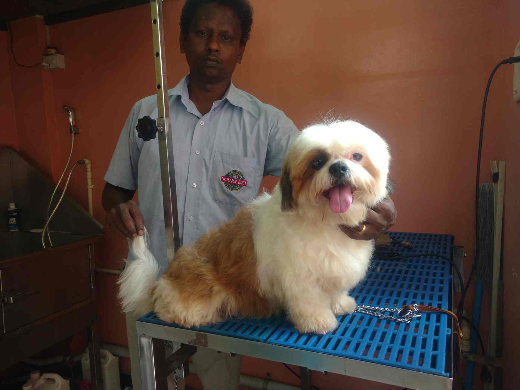 Pet palace hot sale grooming