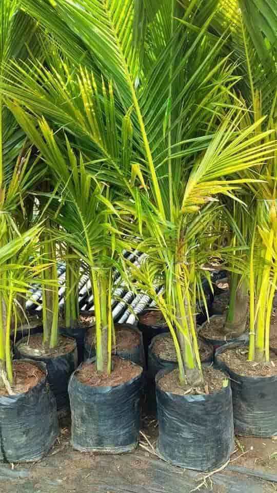 Jas Nursery Garden Porur Plant Nurseries In Chennai Justdial