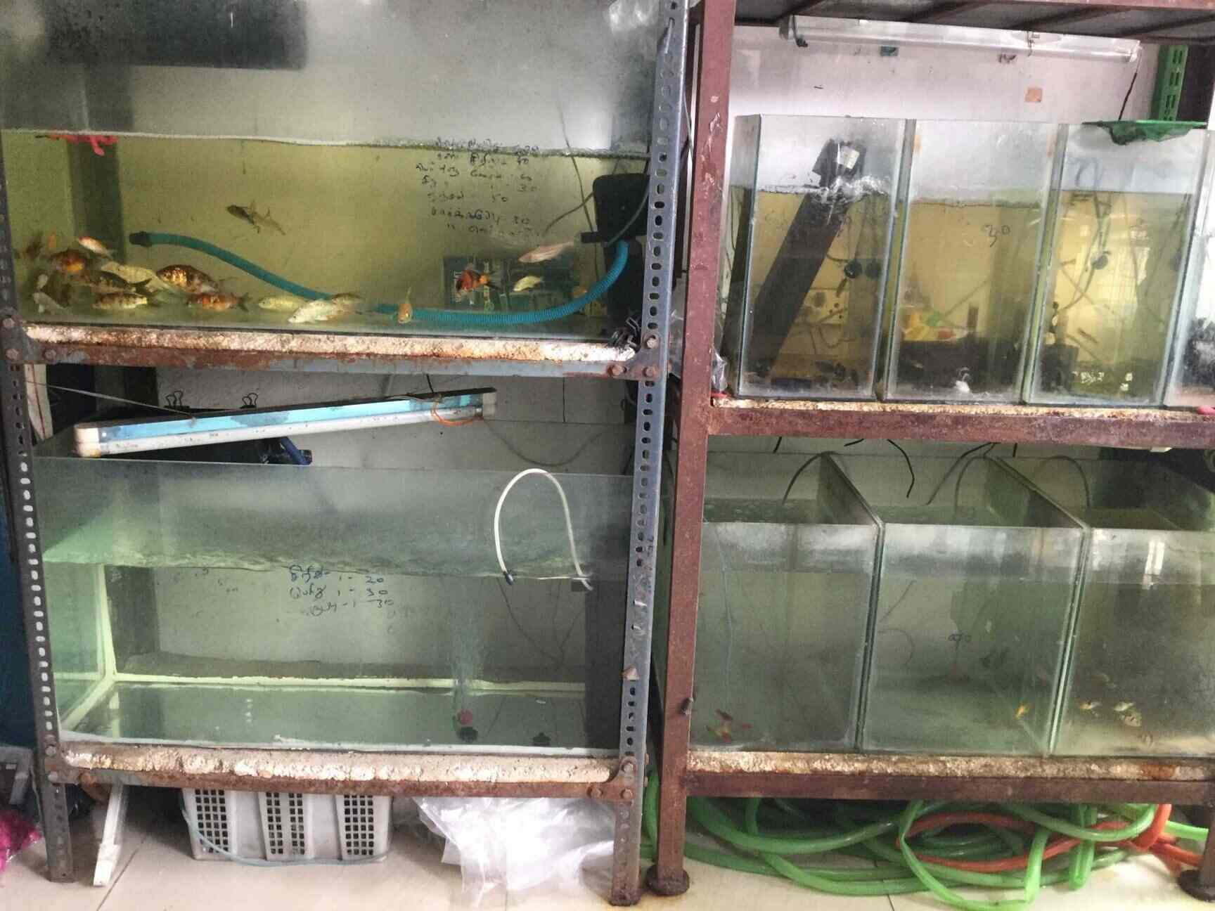 Marina Sports Aquarium Vadapalani Aquariums In Chennai Justdial