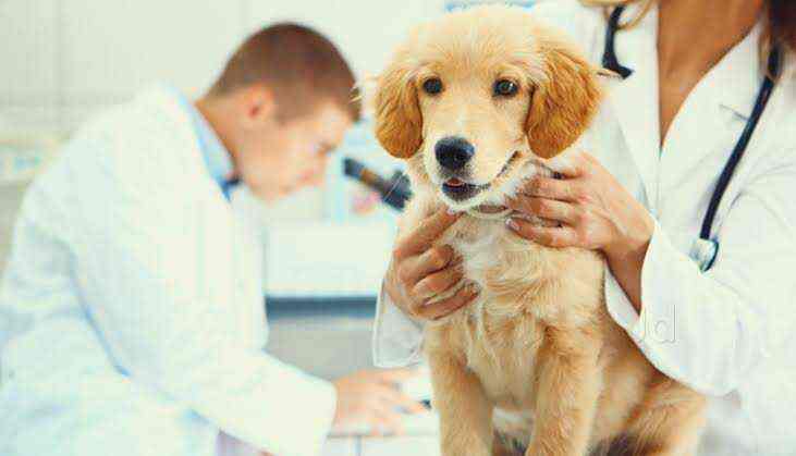 24 hrs pet clinic near me