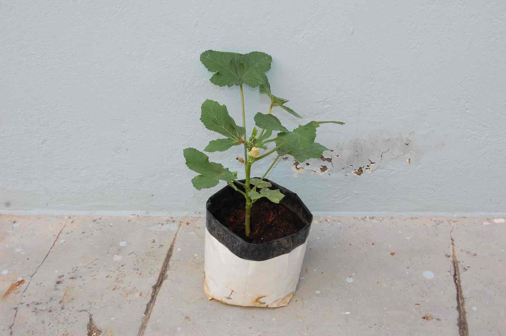 One Feet Farm Photos Kilpauk Chennai Pictures Images Gallery Grow Bag Uv Treated One Feet Farm Photos Kilpauk Chennai Plant Nurseries