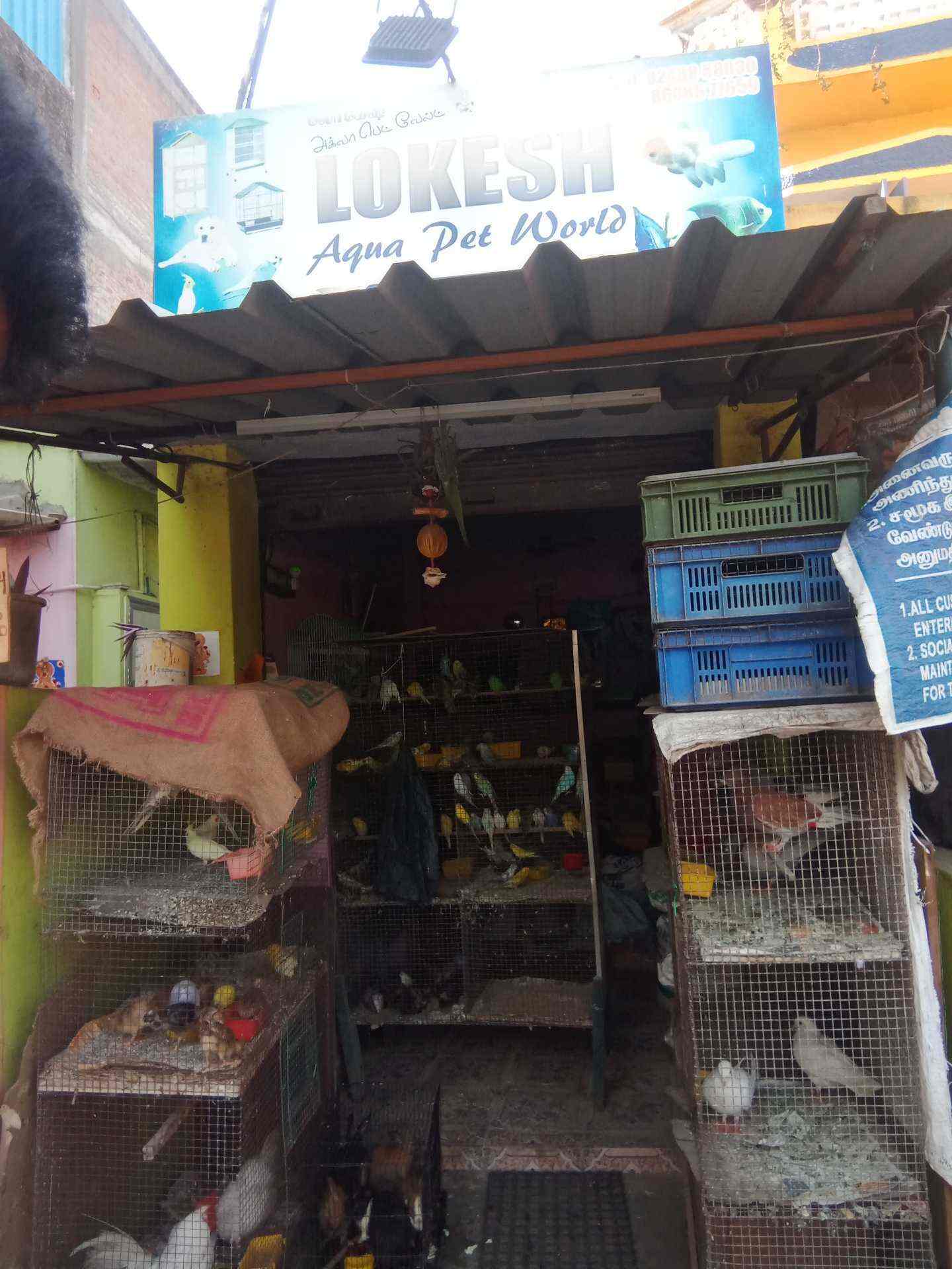kolathur pet shop
