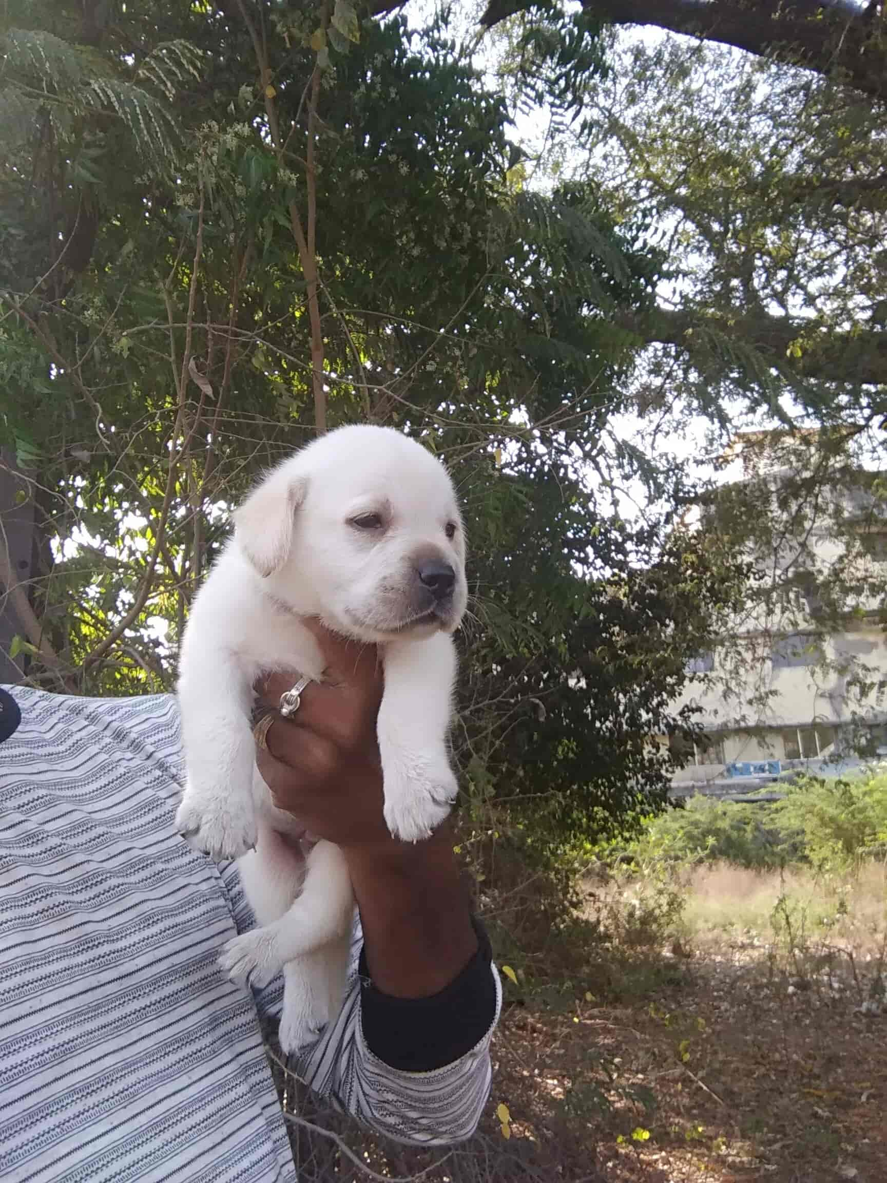 Pallavaram store pet market