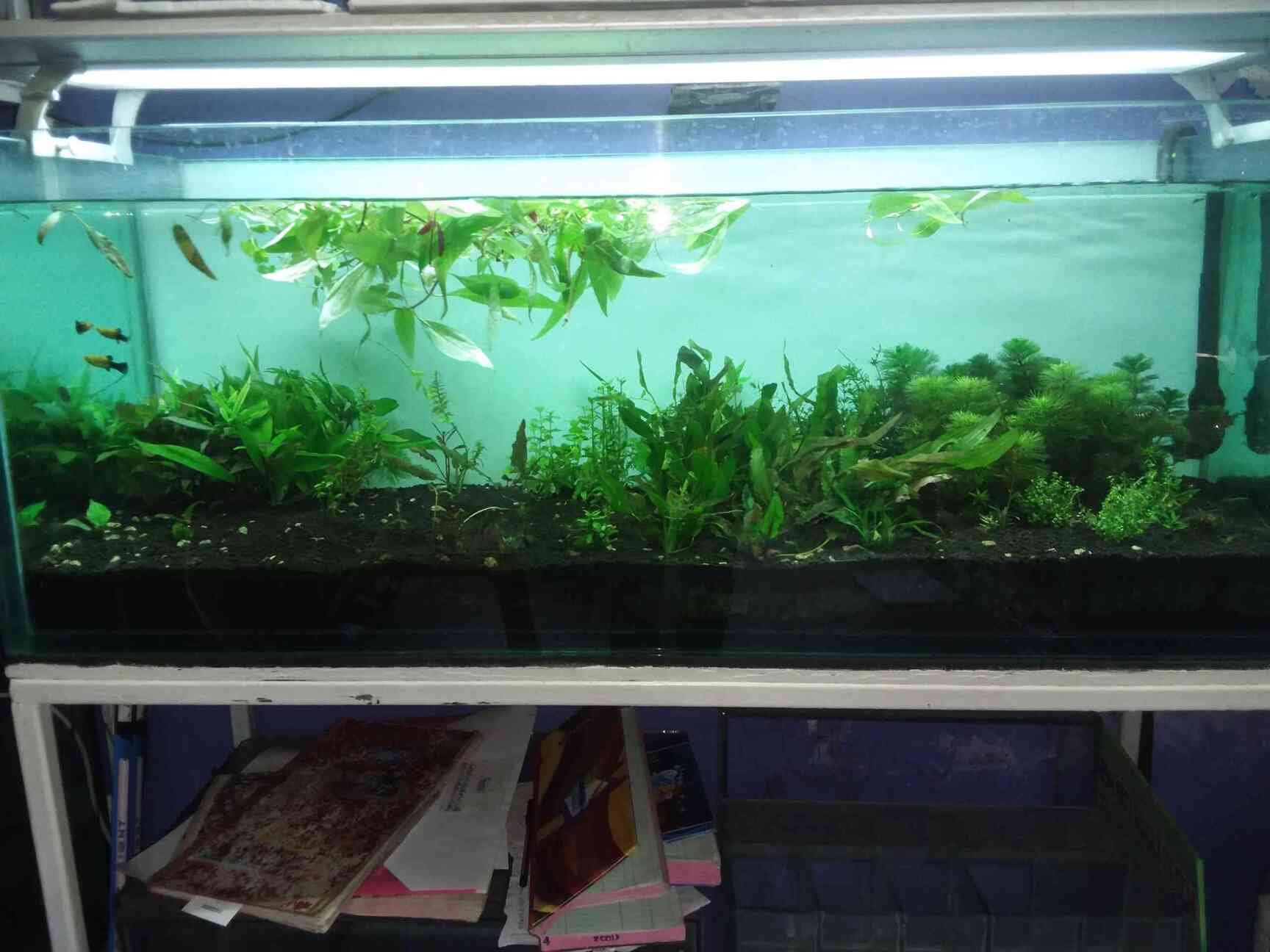 theme aquarium adyar aquariums