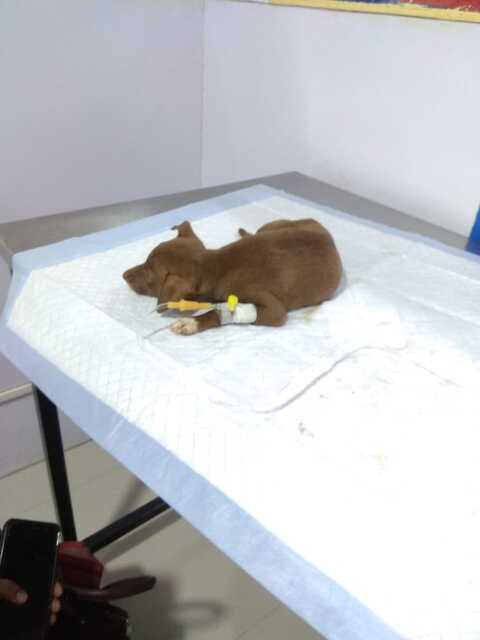 thanigai pet care hospital