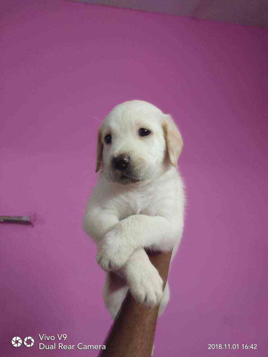 Quality Pets Old Perungalathur Pet Shops In Chennai Justdial