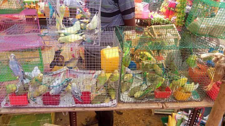 pallavaram birds market