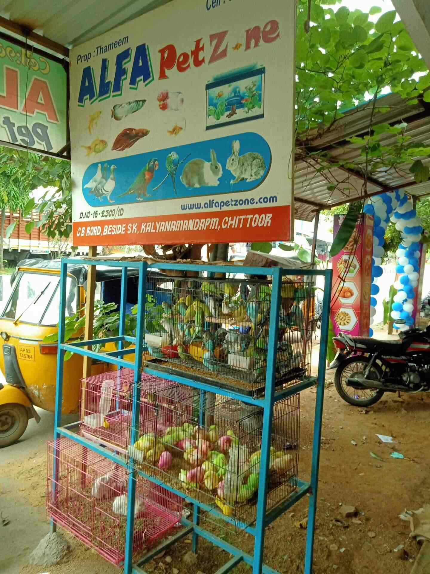 Alfa Pet Zone Chittoor Town Pet Shops In Chittoor Justdial