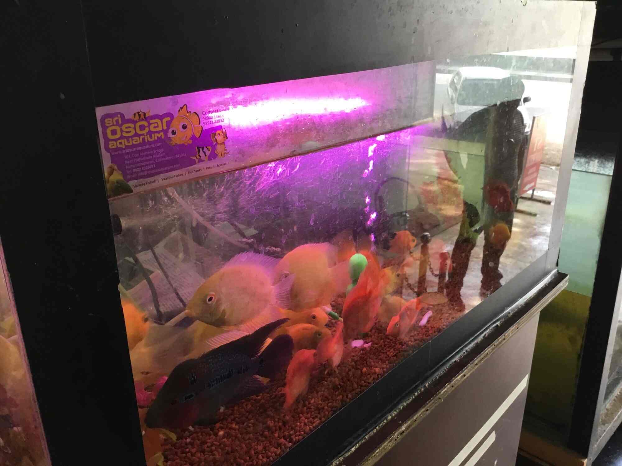 sri oscar aquarium ramanathapuram pet shops in coimbatore justdial