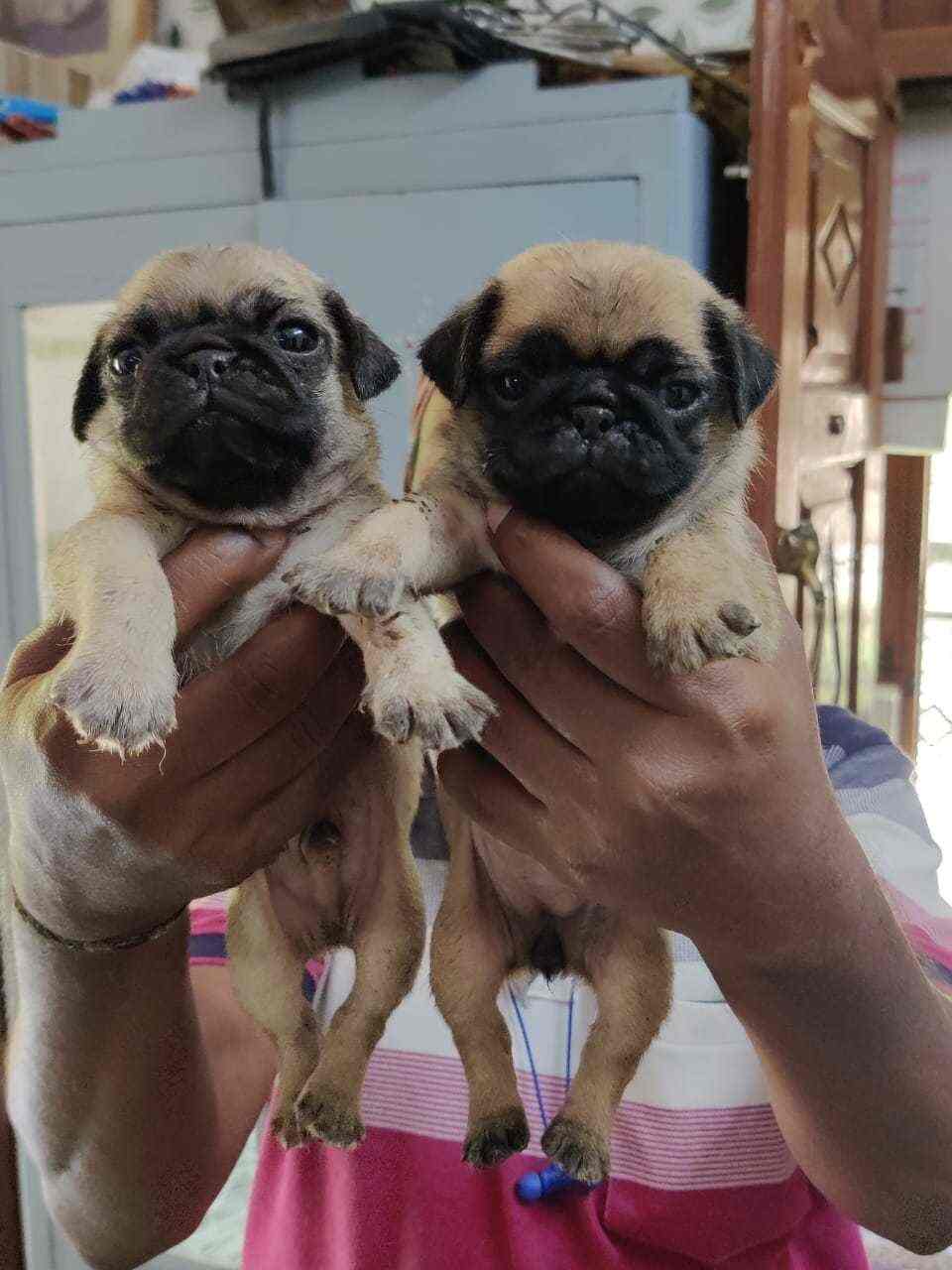 Lovely Pet Shop And Dog Kennel Rs Puram Coimbatore Pet Shops In Coimbatore Justdial Choose your ideal dog breed all images are copyright to their respective owners. lovely pet shop and dog kennel rs