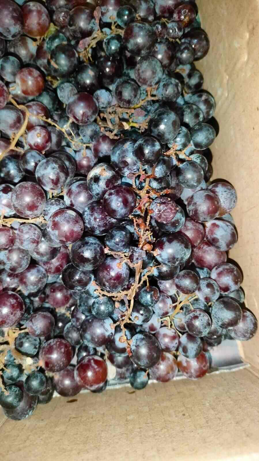 ヴィンテージ　コンソール　grape bunch ヴィンテージ コンソール grape bunch