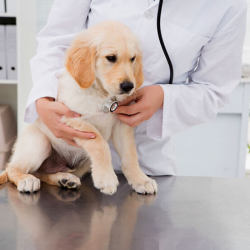 Animal Care Helpline Nava Naroda Animal Welfare Organisations In Ahmedabad Justdial