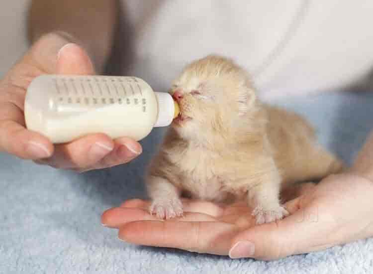 Shanvi Animal Birds Helpline Dehgam Helplines For Birds Injury In Dehgam Gandhinagar Gujarat Justdial